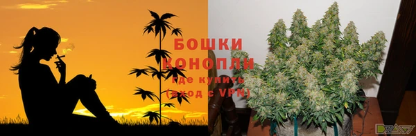 PSILOCYBIN Белокуриха
